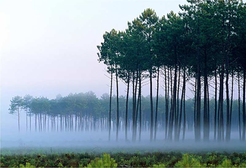 Paysage des Landes